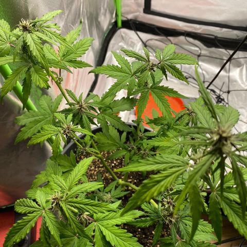 Purpii  growlog timeline photo