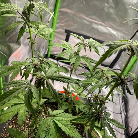 Purpii  growlog timeline photo