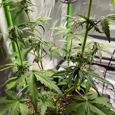 Purpii  growlog timeline photo
