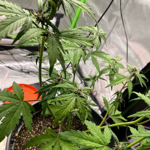 Purpii  growlog timeline photo