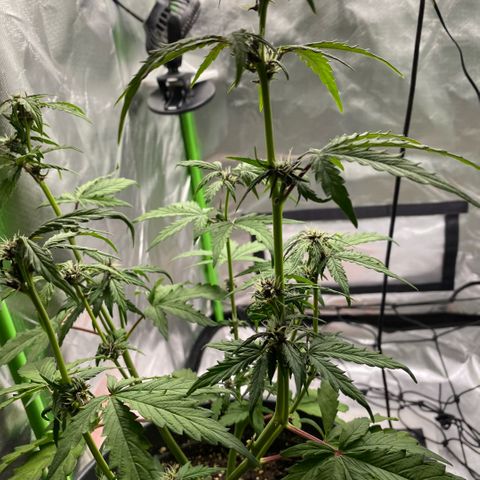 Purpii  growlog timeline photo