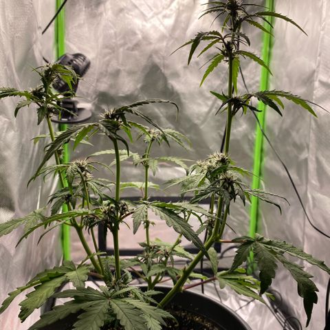 Purpii  growlog timeline photo