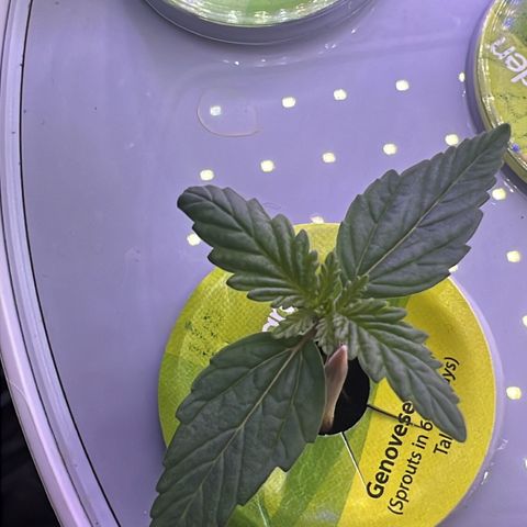 Mariah / Junie  growlog photo: Growing 
