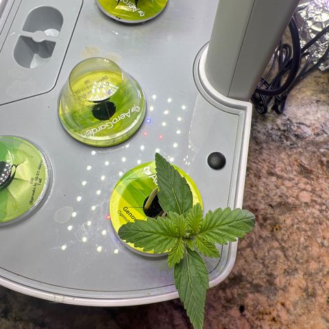 Mariah / Junie  growlog photo: Day 9 
Fresh water with nutrients 