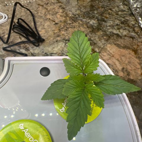 Mariah / Junie  growlog photo: Day 10 
