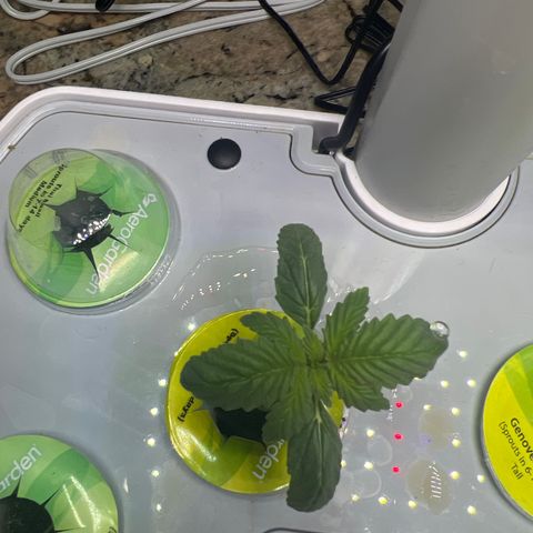 Mariah / Junie  growlog timeline photo