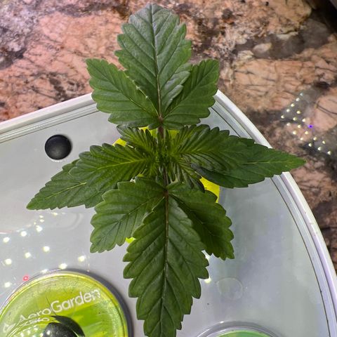 Mariah / Junie  growlog photo: Plant 1 : doing great 
Plant 2 : ? Maybe to much light or root problems 
