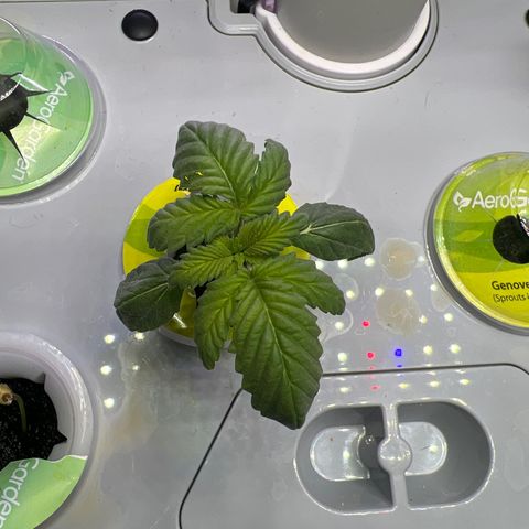 Mariah / Junie  growlog photo: Plant 1 : doing great 
Plant 2 : ? Maybe to much light or root problems 