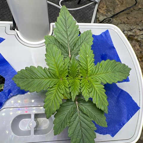 Mariah / Junie  growlog photo: Ph 6.9 
