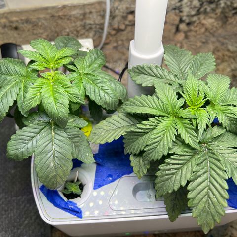 Mariah / Junie  growlog photo: Fresh water 