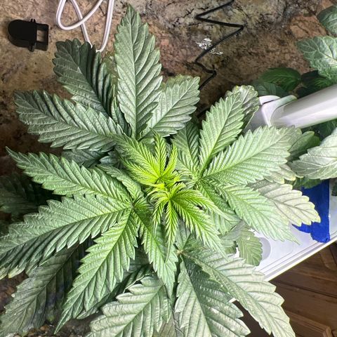 Mariah / Junie  growlog photo: Time to move them 
Citrus funky smell 🫶🏽🫶🏽🫶🏽🫶🏽

