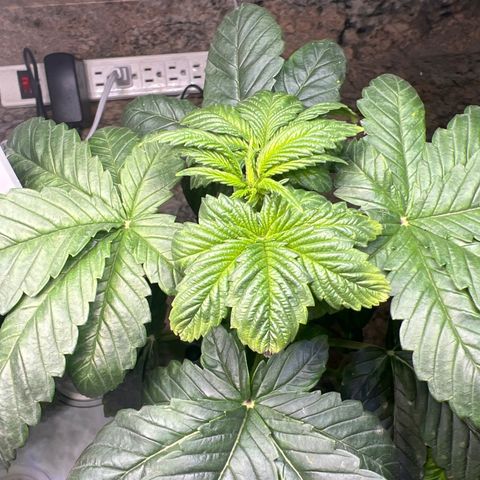 Mariah / Junie  growlog photo: Time to move them 
Citrus funky smell 🫶🏽🫶🏽🫶🏽🫶🏽
