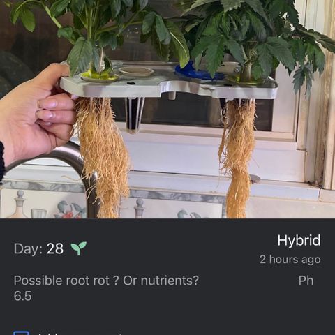 Mariah / Junie  growlog photo: Any comments ? 