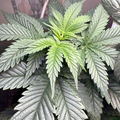 Mariah / Junie  growlog photo: Yup I need to move them to a tent asap 