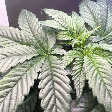 Mariah / Junie  growlog photo: Yup I need to move them to a tent asap 
