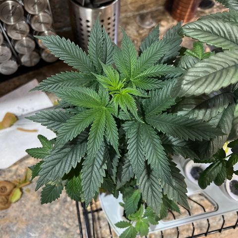 Mariah / Junie  growlog timeline photo