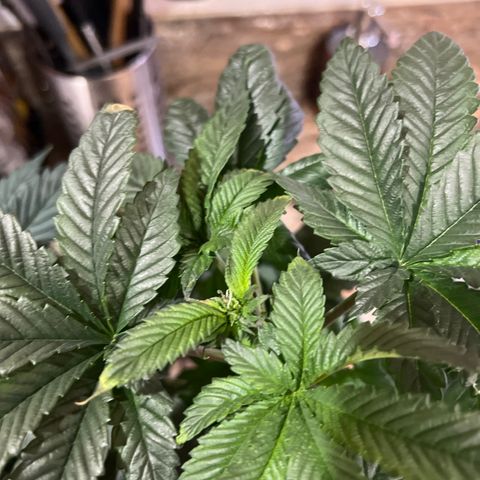 Mariah / Junie  growlog timeline photo
