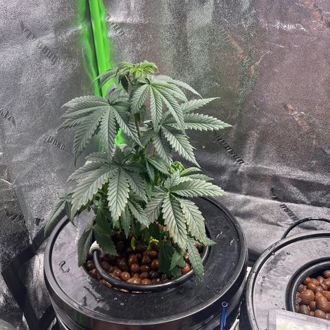 Mariah / Junie  growlog timeline photo