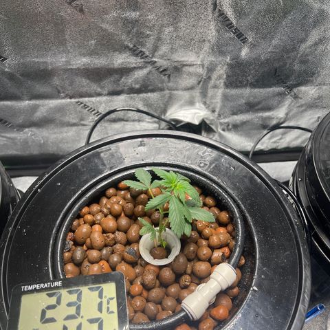 Mariah / Junie  growlog timeline photo
