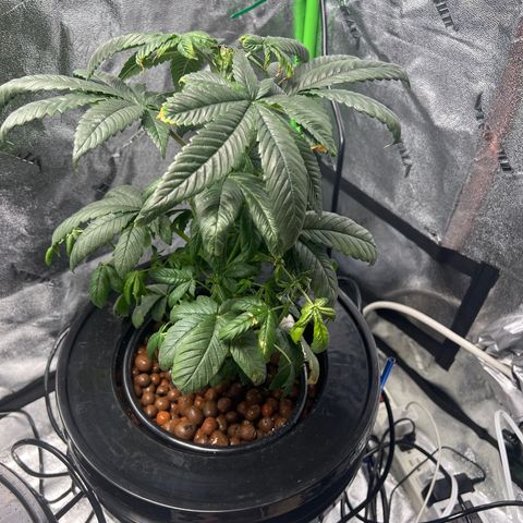 Mariah / Junie  growlog timeline photo
