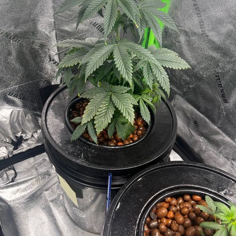 Mariah / Junie  growlog photo: Ph 5.9 