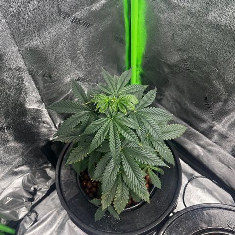 Mariah / Junie  growlog photo: Ph 5.9 