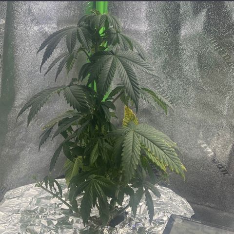 Mariah / Junie  growlog photo: Idk but new roots 