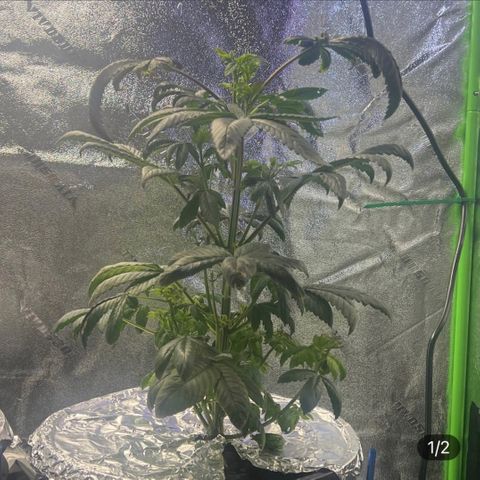 Mariah / Junie  growlog photo: Idk but new roots 