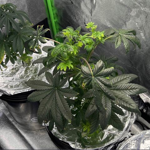 Mariah / Junie  growlog photo: Fresh water, new nutrients 