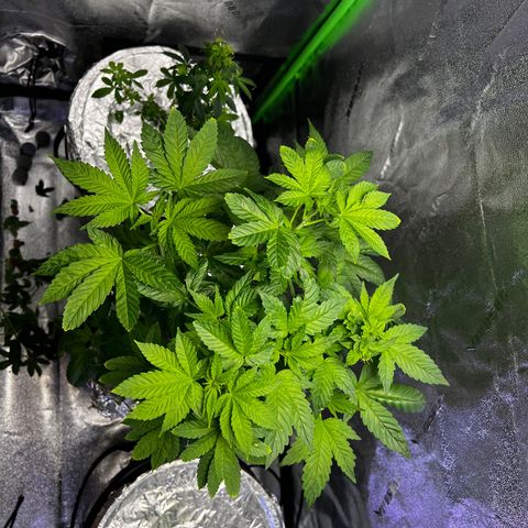 Mariah / Junie  growlog photo: And we are back to business 