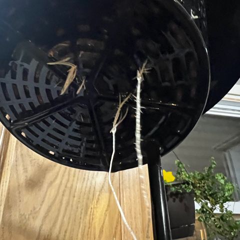 Mariah / Junie  growlog photo: And we are back to business 