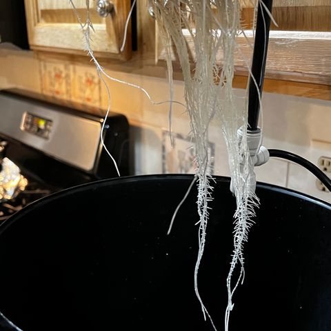 Mariah / Junie  growlog photo: And we are back to business 