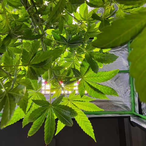 Mariah / Junie  growlog photo: And we are back to business 