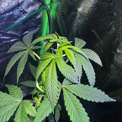 Mariah / Junie  growlog photo: A lot of pistols looking beautiful 