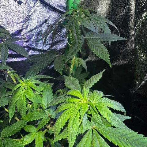 Mariah / Junie  growlog photo: A lot of pistols looking beautiful 