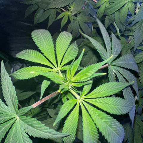Mariah / Junie  growlog photo: A lot of pistols looking beautiful 