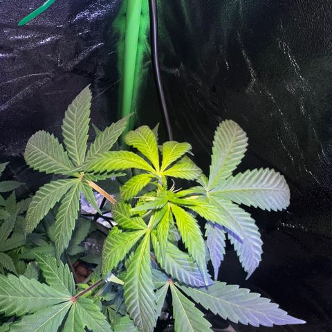 Mariah / Junie  growlog photo: A lot of pistols looking beautiful 