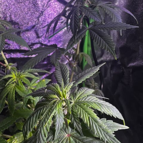 Mariah / Junie  growlog photo: A lot of pistols looking beautiful 