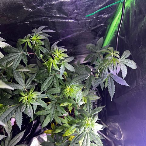 Mariah / Junie  growlog photo: A lot of pistols looking beautiful 
