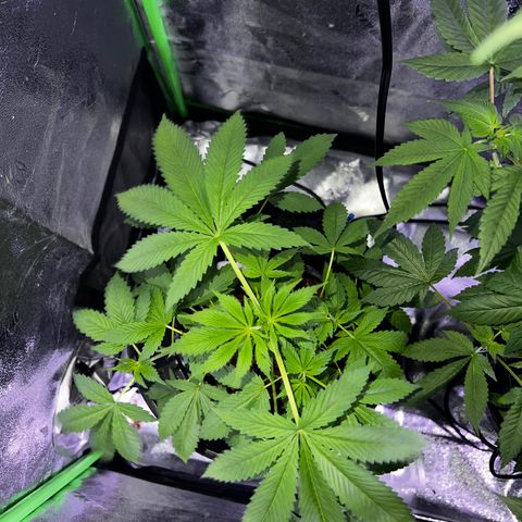 Mariah / Junie  growlog photo: A lot of pistols looking beautiful 