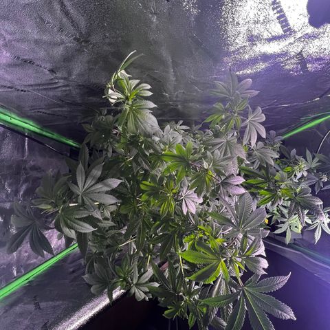 Mariah / Junie  growlog photo: A lot of pistols looking beautiful 