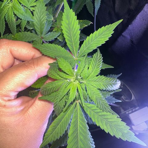 Mariah / Junie  growlog photo: A lot of pistols looking beautiful 