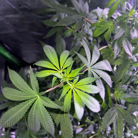 Mariah / Junie  growlog photo: A lot of pistols looking beautiful 
