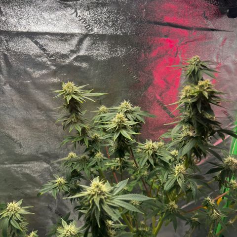 Mariah / Junie  growlog photo: Icy mami 
