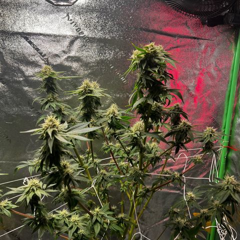 Mariah / Junie  growlog photo: Icy mami 
