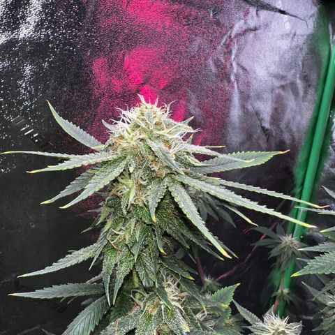 Mariah / Junie  growlog photo: Icy mami 
