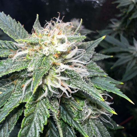Mariah / Junie  growlog photo: Icy mami 
