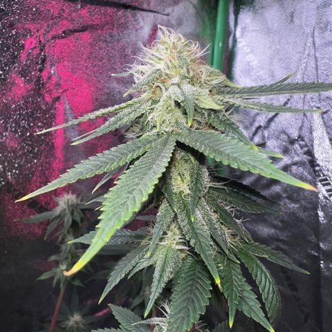 Mariah / Junie  growlog photo: Icy mami 
