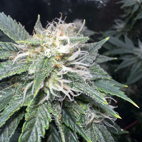 Mariah / Junie  growlog photo: Icy mami 
