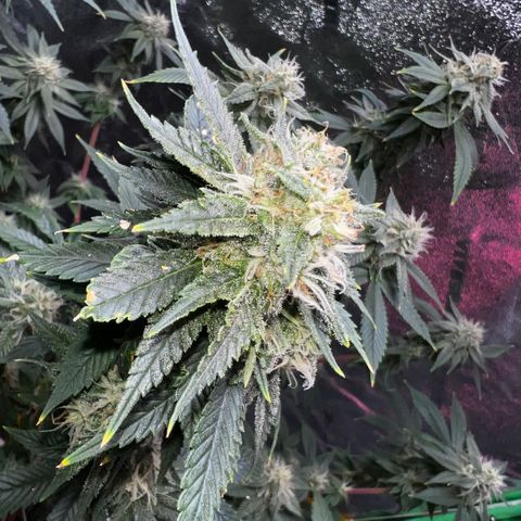 Mariah / Junie  growlog photo: Week 6 of flowering 